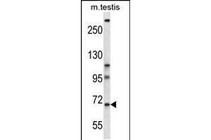 Western blot analysis in mouse testis tissue lysates (35ug/lane). (PAN3 Antikörper  (C-Term))