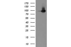 Western Blotting (WB) image for anti-Platelet/endothelial Cell Adhesion Molecule (PECAM1) antibody (ABIN1497251) (CD31 Antikörper)