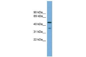 C6orf154 antibody used at 1 ug/ml to detect target protein. (C6orf154 Antikörper  (N-Term))
