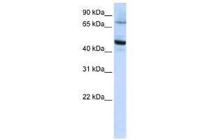 CYP46A1 anticorps  (C-Term)