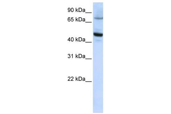 CYP46A1 anticorps  (C-Term)