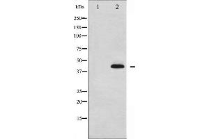 Western blot analysis of p38 MAPK phosphorylation expression in Jurkat whole cell lysates,The lane on the left is treated with the antigen-specific peptide. (MAPK14 Antikörper  (pTyr323))