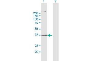 Western Blot analysis of AGPAT5 expression in transfected 293T cell line by AGPAT5 MaxPab polyclonal antibody. (AGPAT5 Antikörper  (AA 1-364))