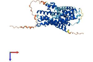 SLC36A2 Protein (AA 1-478) (His tag)