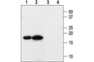 Western blot analysis of rat kidney (lanes 1 and 3) and heart (lanes 2 and 4) membranes:1,2.