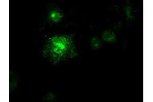Immunofluorescence (IF) image for anti-Fms-Related tyrosine Kinase 3 Ligand (FLT3LG) (AA 27-181) antibody (ABIN1491300) (FLT3LG Antikörper  (AA 27-181))