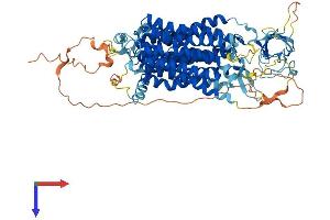 SLCO4C1 Protein (AA 1-722) (His tag)