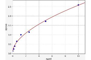 CCR1 ELISA Kit