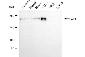 Western blotting analysis using gli3 antibody (ABIN7798721). (Rekombinanter GLI3 Antikörper)