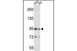 Western blot analysis of EMILIN1 Antibody (N-term) (ABIN390579 and ABIN2840902) in K562 and 293 cell line lysates (35 μg/lane). (Emilin1 Antikörper  (N-Term))
