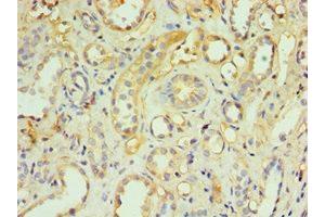 Immunohistochemistry of paraffin-embedded human kidney tissue using ABIN7173837 at dilution of 1:100 (TNFRSF1D (AA 257-386) Antikörper)