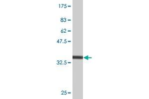 Western Blot detection against Immunogen (36. (MKNK1 Antikörper  (AA 1-100))