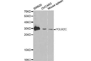 Western blot analysis of extracts of various cell lines, using POLR2C antibody. (POLR2C Antikörper)