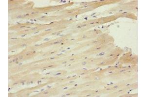 Immunohistochemistry of paraffin-embedded human heart tissue using ABIN7147351 at dilution of 1:100 (Centrin 1 Antikörper  (AA 1-172))