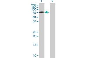 Western Blot analysis of APLP2 expression in transfected 293T cell line by APLP2 MaxPab polyclonal antibody. (APLP2 Antikörper  (AA 1-522))