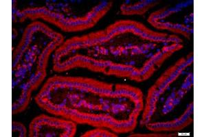 Paraformaldehyde-fixed, paraffin embedded mouse intestine tissue, Antigen retrieval by boiling in sodium citrate buffer(pH6) for 15min, Block endogenous peroxidase by 3% hydrogen peroxide for 30 minutes, Blocking buffer (normal goat serum) at 37°C for 20min, Antibody incubation with ZnT-1 Polyclonal Antibody, Unconjugated  at 1:200 overnight at 4°C, followed by a conjugated secondary and DAPI staining (SLC30A1 Antikörper  (AA 131-330))