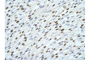 Rabbit Anti-SFPQ antibody         Paraffin Embedded Tissue:  Human Heart    cell Cellular Data:  cardiac cell    Antibody Concentration:  4. (SFPQ Antikörper  (Middle Region))
