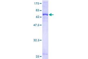 Image no. 1 for Guanine Nucleotide Binding Protein (G Protein), Q Polypeptide (GNAQ) (AA 1-359) protein (GST tag) (ABIN1355345) (GNAQ Protein (AA 1-359) (GST tag))