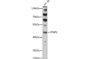 Western blot analysis of extracts of HT-29 cells, using ST antibody (ABIN7270313) at 1:1000 dilution. (STAP2 Antikörper  (AA 130-220))