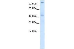 Western Blot showing POGZ antibody used at a concentration of 1-2 ug/ml to detect its target protein.