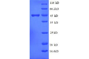 SDS-PAGE (SDS) image for ISG15 Ubiquitin-Like Modifier (ISG15) (AA 2-157) protein (GST tag) (ABIN4976800) (ISG15 Protein (AA 2-157) (GST tag))
