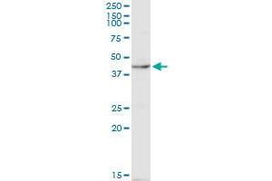 Western Blotting (WB) image for anti-Nuclear Receptor Subfamily 1, Group I, Member 2 (NR1I2) (AA 279-378) antibody (ABIN563843)