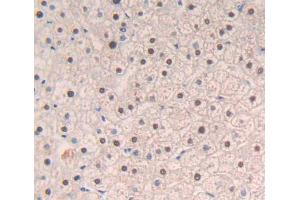 Used in DAB staining on fromalin fixed paraffin- embedded liver tissue (NFIA Antikörper  (AA 1-143))