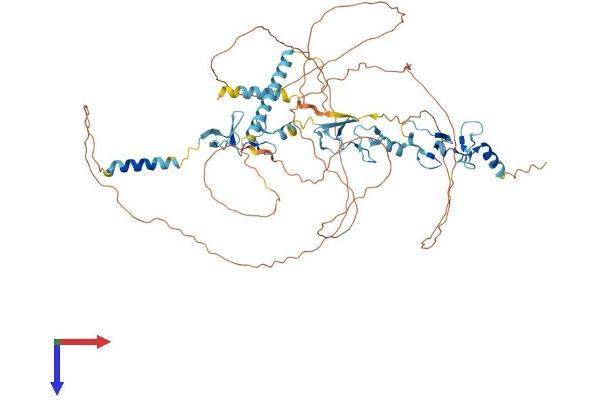 LIMD1 Protein (AA 1-676) (His tag)