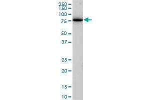Western Blotting (WB) image for anti-Clathrin Interactor 1 (CLINT1) (AA 161-262) antibody (ABIN599495) (CLINT1 Antikörper  (AA 161-262))