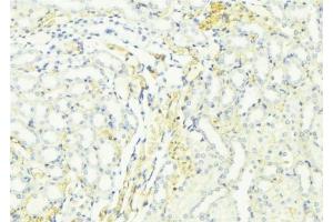 ABIN6276440 at 1/100 staining Mouse kidney tissue by IHC-P. (ARF6 Antikörper  (Internal Region))