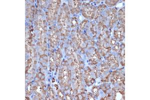 Immunohistochemistry of paraffin-embedded mouse kidney using L1 Rabbit mAb (ABIN7265535) at dilution of 1:100 (40x lens). (ALDH1L1 Antikörper)
