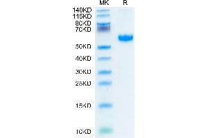 CD137 Protein (AA 24-186) (Fc-Avi Tag)