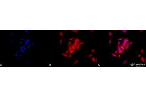 Immunocytochemistry/Immunofluorescence analysis using Rat Anti-GRP94 Monoclonal Antibody, Clone 9G10 . (GRP94 Antikörper  (PE))