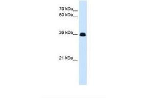 Image no. 1 for anti-EVX1 (EVX1) (N-Term) antibody (ABIN6738407) (EVX1 Antikörper  (N-Term))