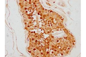 IHC image of ABIN7172910 diluted at 1:500 and staining in paraffin-embedded human testis tissue performed on a Leica BondTM system. (TSNAX Antikörper  (AA 1-87))