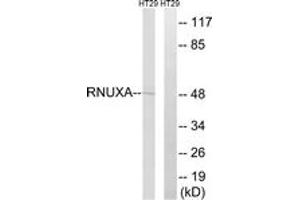 Western Blotting (WB) image for anti-phosphorylated Adaptor For RNA Export (PHAX) (AA 141-190) antibody (ABIN2890602) (PHAX Antikörper  (AA 141-190))