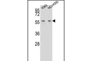 MPP3 Antikörper  (C-Term)