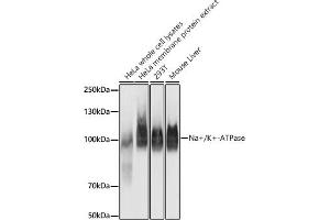 Western blot analysis of extracts of various cell lines, using Na+/K+-ATPase antibody (ABIN7270390) at 1:100000 dilution. (ATP1A1 Antikörper)