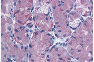 Anti-CCKBR antibody  ABIN1048384 IHC staining of human stomach. (CCKBR Antikörper  (Extracellular Domain))