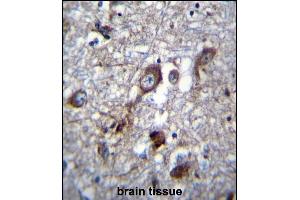 PLEKHH1 Antibody (C-term) (ABIN656704 and ABIN2845936) immunohistochemistry analysis in formalin fixed and paraffin embedded human brain tissue followed by peroxidase conjugation of the secondary antibody and DAB staining. (PLEKHH1 Antikörper  (C-Term))