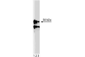 Western blot analysis of MEK5 on a Jurkat cell lysate (Human T-cell leukemia, ATCC TIB-152).