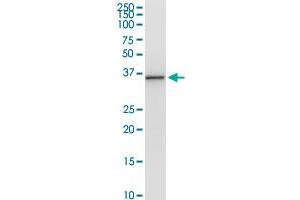 PNMA1 MaxPab rabbit polyclonal antibody. (PNMA1 Antikörper  (AA 1-353))