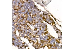 Immunohistochemistry of paraffin-embedded Mouse bone marrow using Neutrophil Elastase (ELANE) antibody (ABIN7266912) at dilution of 1:100 (40x lens). (ELANE Antikörper)