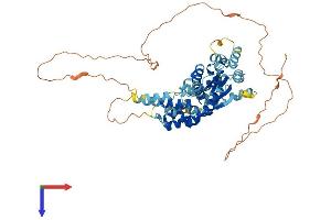 CDC6 Protein (AA 1-562) (His tag)