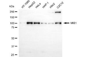 anti-Mindbomb E3 Ubiquitin Protein Ligase 1 (MIB1) antibody
