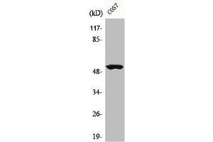 Western Blot analysis of COS7 cells using Cyclin A Polyclonal Antibody (Cyclin A Antikörper  (Internal Region))