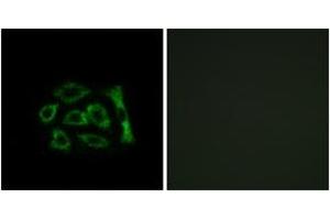 Immunofluorescence analysis of A549 cells, using ERD22 Antibody. (KDELR2 Antikörper  (AA 81-130))