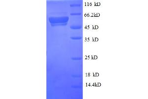 SDS-PAGE (SDS) image for CD14 (CD14) (AA 20-345), (Membrane-Bound) protein (GST tag) (ABIN5709227)