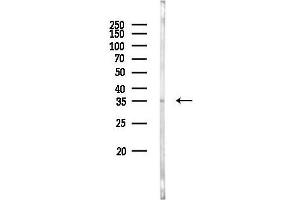 anti-Phospholipid Scramblase 2 (PLSCR2) (Internal Region) antibody