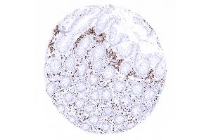 Appendix mucosa CD163 (CD163 Antikörper  (AA 43-196))